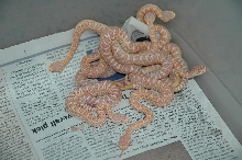 Newborn Albino Helleri 2009.