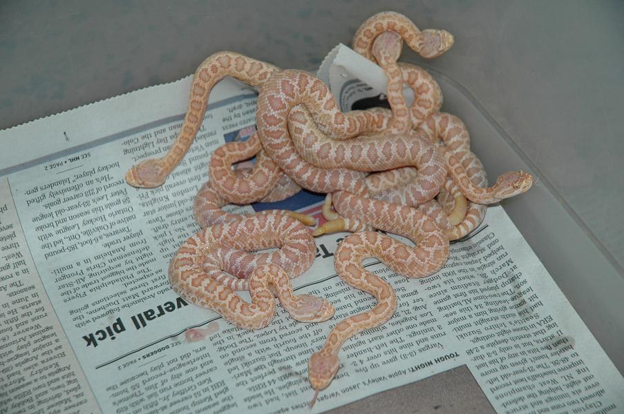 Newborn Albino Helleri 2009.