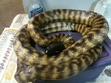 BHP Male