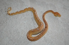 Amazon Basin Emerald Tree Boa