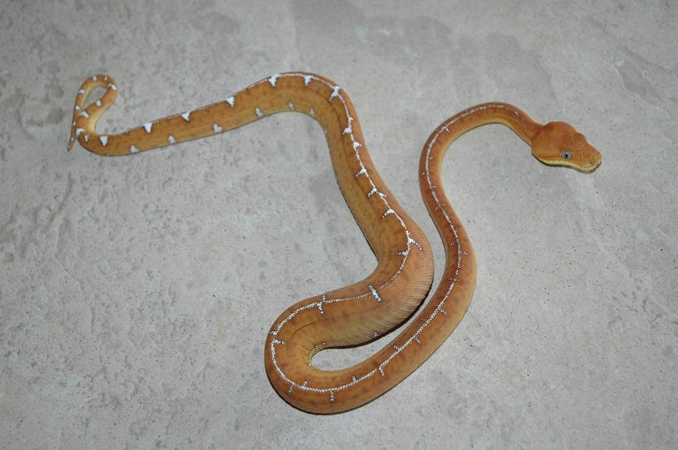Amazon Basin Emerald Tree Boa