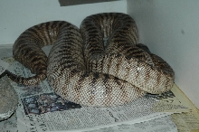 Female No. 2