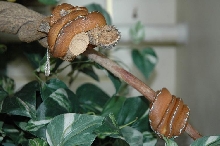 Basin Emerald Tree Boa newborn