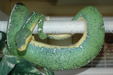 Amazon Basin Emerald Tree Boa