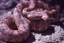 Red phase C. m. pyrrhus