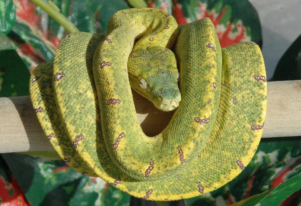 Green Tree Python