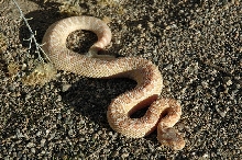 Albino Crotalus o. helleri