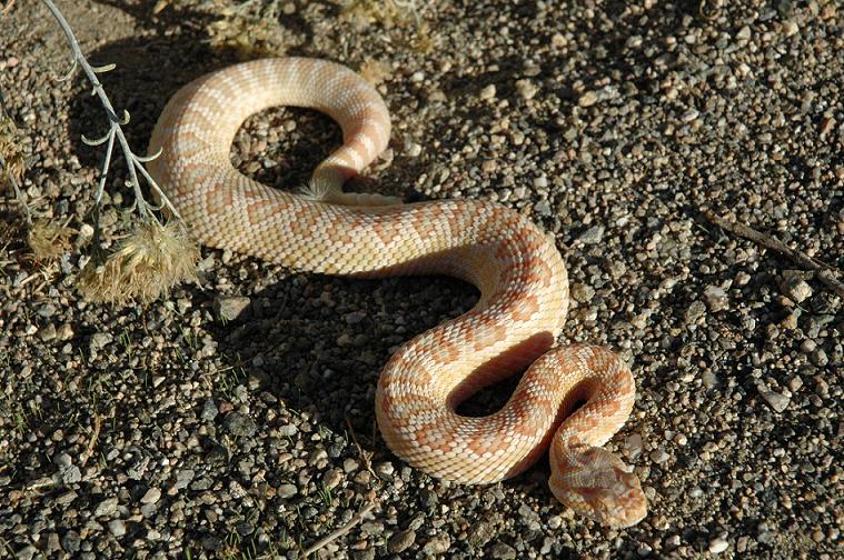 Albino Crotalus o. helleri