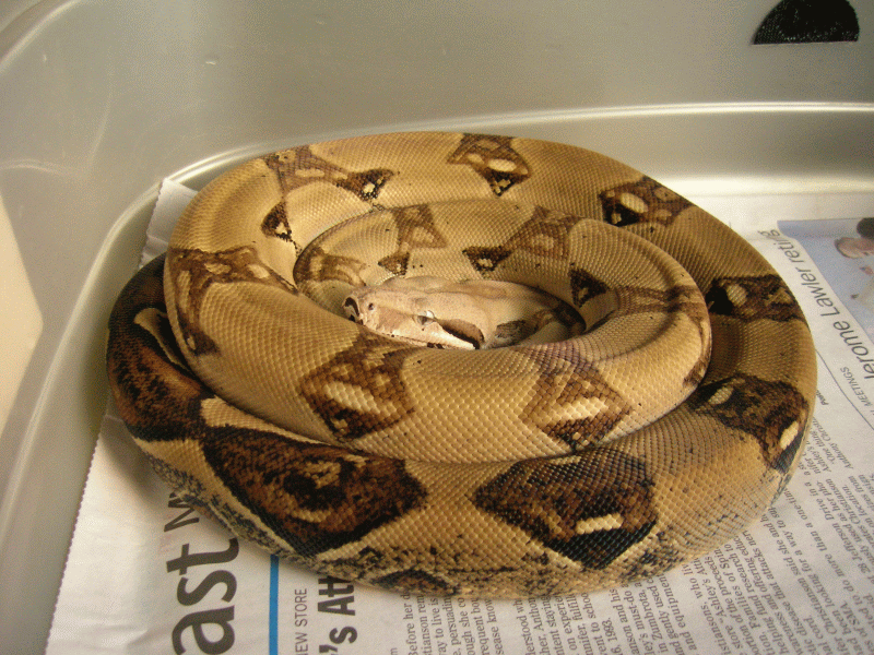 Just Shed 4/4/08