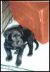 My new puppy