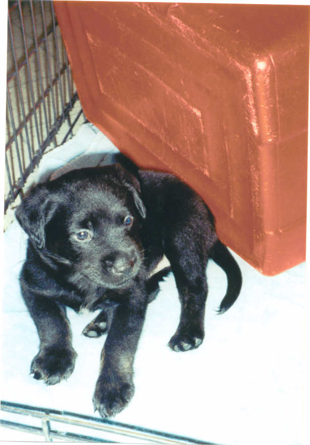 My new puppy