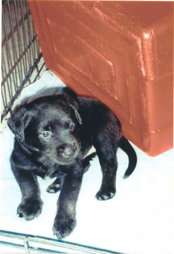 My new puppy (look at his mouth he was just about to bite)