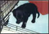 My new puppy
