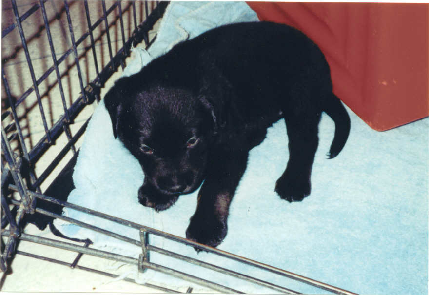 My new puppy