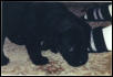My new puppy