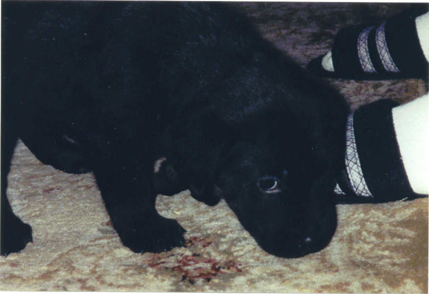 My new puppy