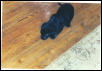 My new puppy
