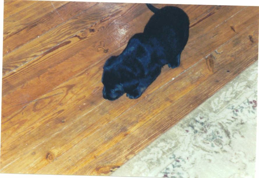 My new puppy