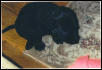 My new puppy