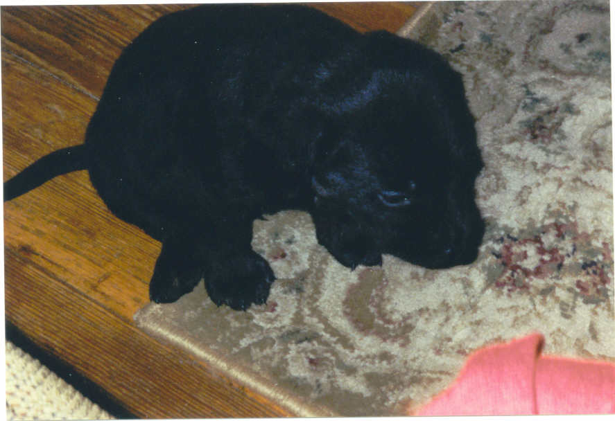 My new puppy