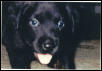 My new puppy