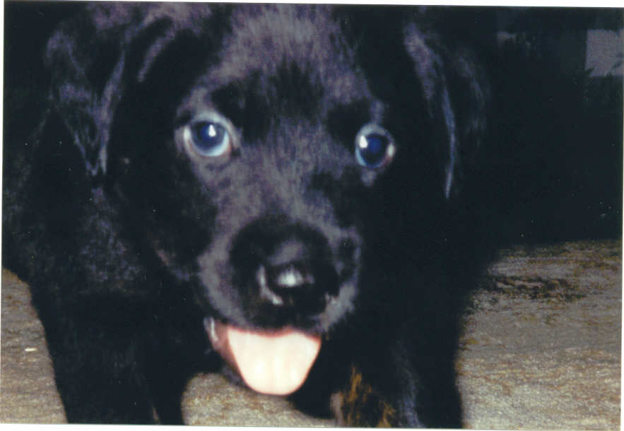 My new puppy