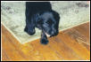 My new puppy