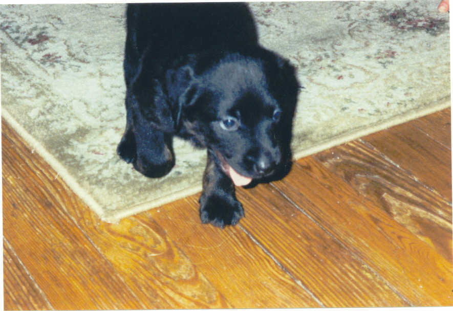 My new puppy