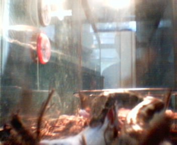 red blood python