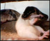 ball python