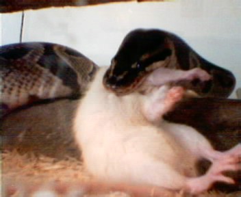ball python