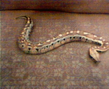 (full body shot)of my red blood