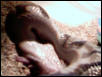 ball python