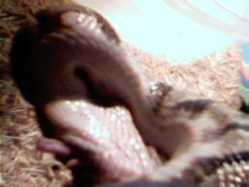 ball python