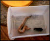(red blood python) one dead mouse!