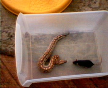 (red blood python) one dead mouse!