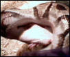 ball python