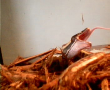 red blood python