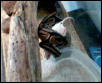 ball python