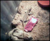 Heres a picture of the lizard I found