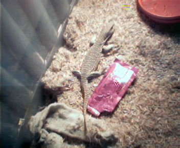 Heres a picture of the lizard I found