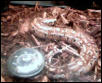 red blood python (full body) pretty huh!