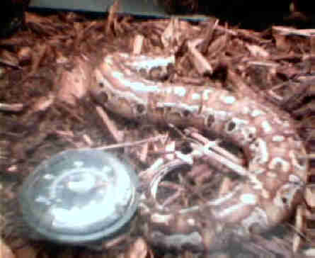 red blood python (full body) pretty huh!