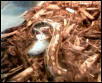 red blood python
