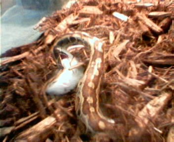 red blood python