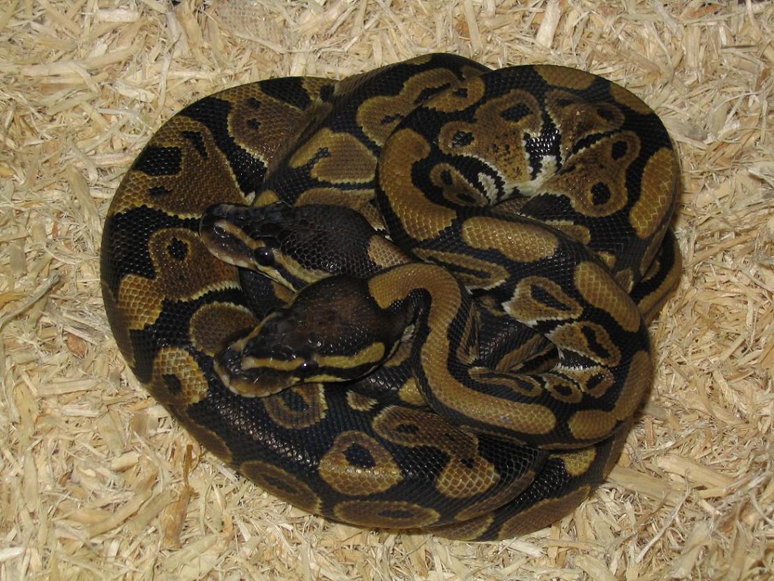 Boo and new female