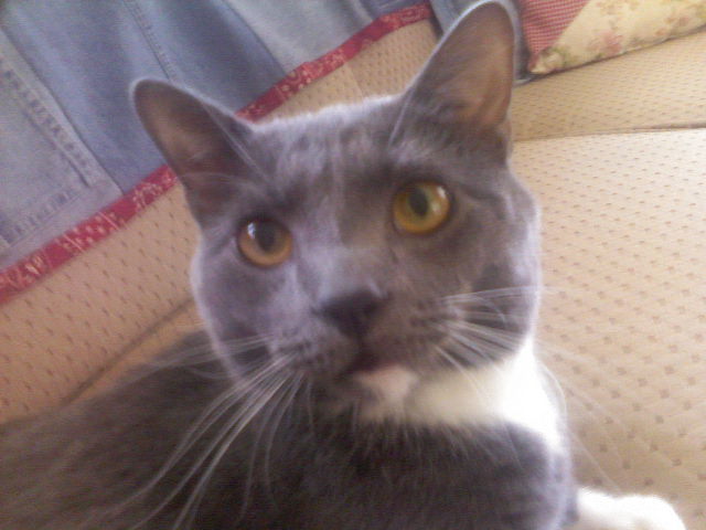 my baby raja