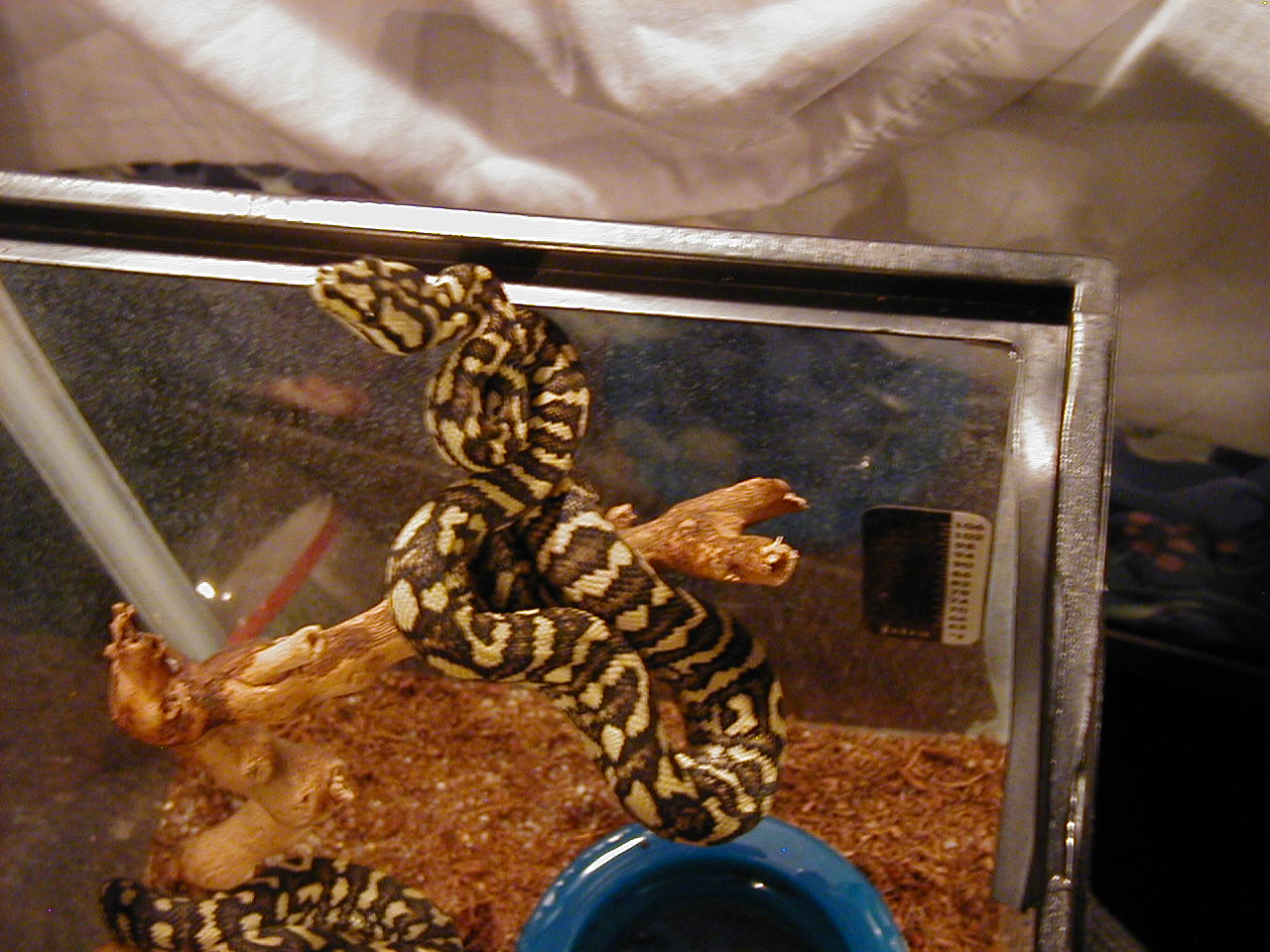 Diamond X JUngle Carpet