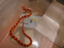 amel male corn snake