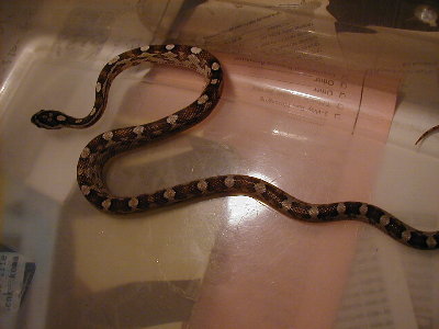 anery female corn snake